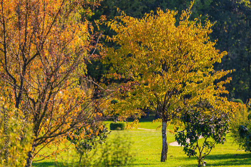 A tree with yellow leaves stands in a park