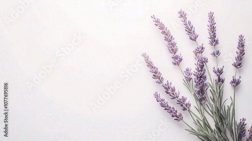 Beautiful Lavender Flowers Isolated on a White Background for Tranquil and Calming Decor, Ideal for Aromatherapy and Interior Design Elements