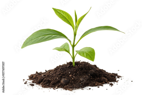 Wallpaper Mural young plant in soil isolated on white background  Torontodigital.ca