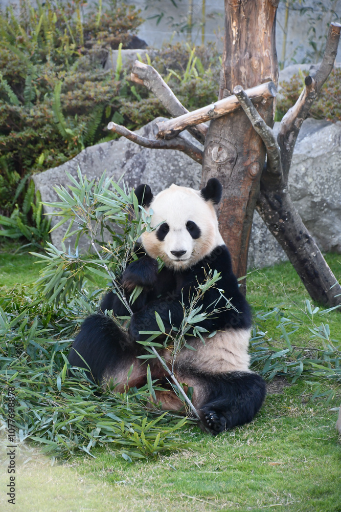 Obraz premium パンダ