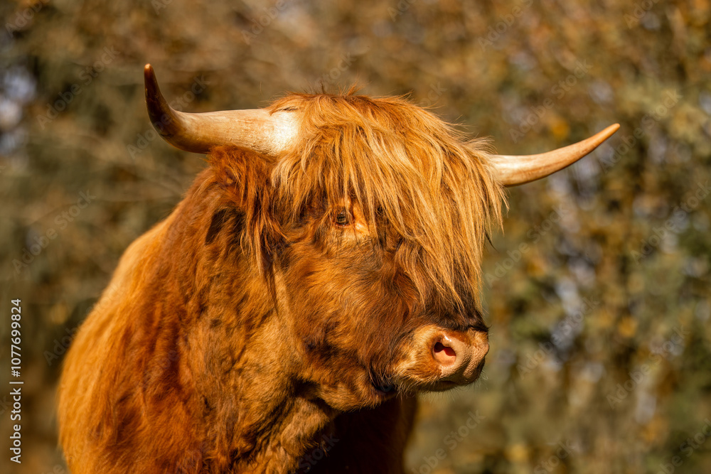 A highland cattle on a pasture in early autumn outdoors A highland cattle on a pasture in early autumn outdoors