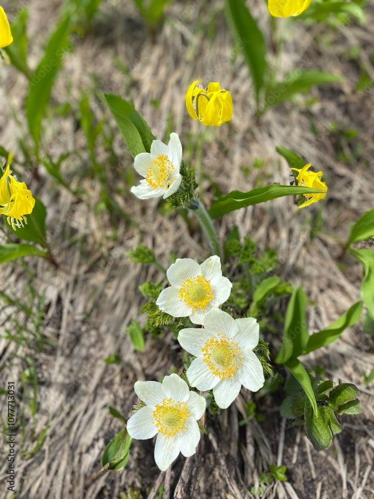 White Spring Flowers White Spring Flowers