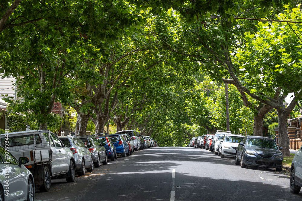 Fototapeta premium Leafy neighborhood in Kensington, Melbourne, a characteristic inner-city suburban road. Mature and large trees form a natural green canopy, and parked cars line both sides of the quiet street
