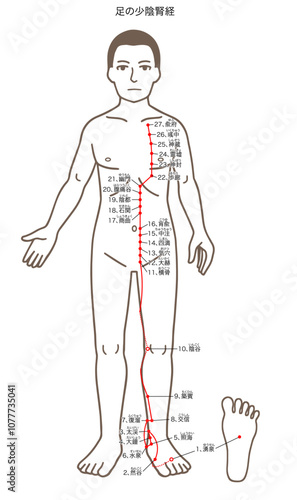 鍼灸の経穴、足の少陰腎経、ツボのイラスト