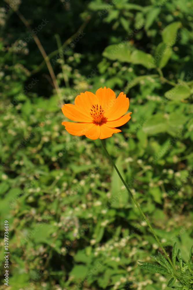 Vibrant Blooming Meadow: Beauty of Nature in Bright Summer