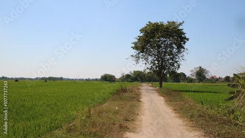 Beautiful Green Landscape with Tranquil Sky and Big SingleTree in Countryside photo