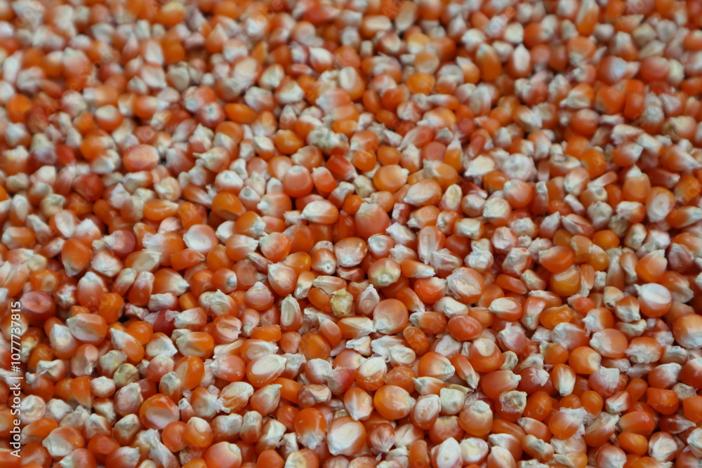 close-up of organic yellow corn seed or maize (Zea mays) Full-Frame Background. Top View close-up of organic yellow corn seed or maize (Zea mays) Full-Frame Background. Top View