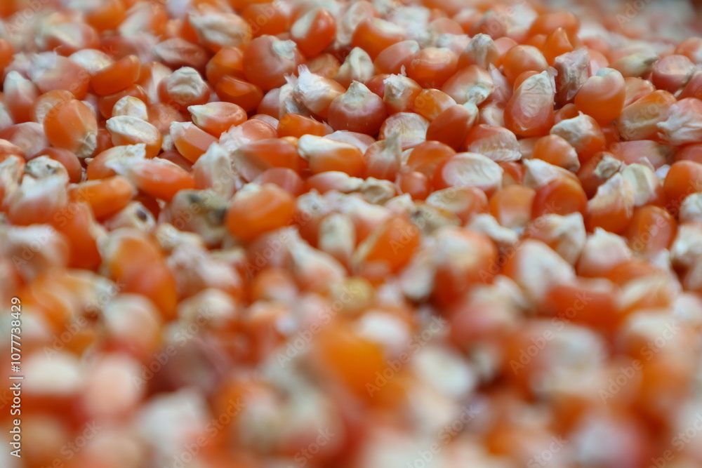 close-up of organic yellow corn seed or maize (Zea mays) Full-Frame Background. Top View close-up of organic yellow corn seed or maize (Zea mays) Full-Frame Background. Top View