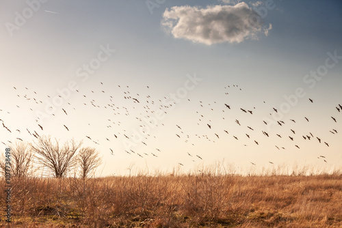 A flock of crows flying over an open field during winter in Deliblato, Serbia. The image captures the movement of black birds against an overcast sky, highlighting wildlife behavior in rural Serbia. photo