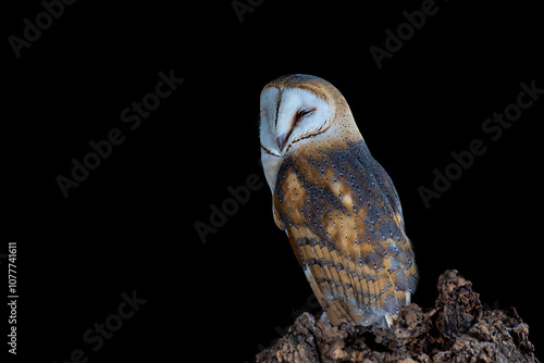 Barn owl on its nocturnal trunk waiting to hunt photo