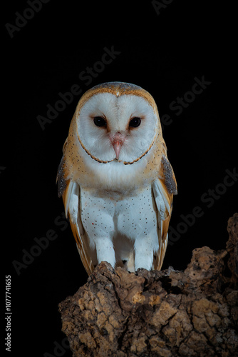 Barn owl on its nocturnal trunk waiting to hunt