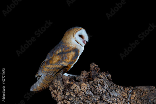 Barn owl on its nocturnal trunk waiting to hunt photo