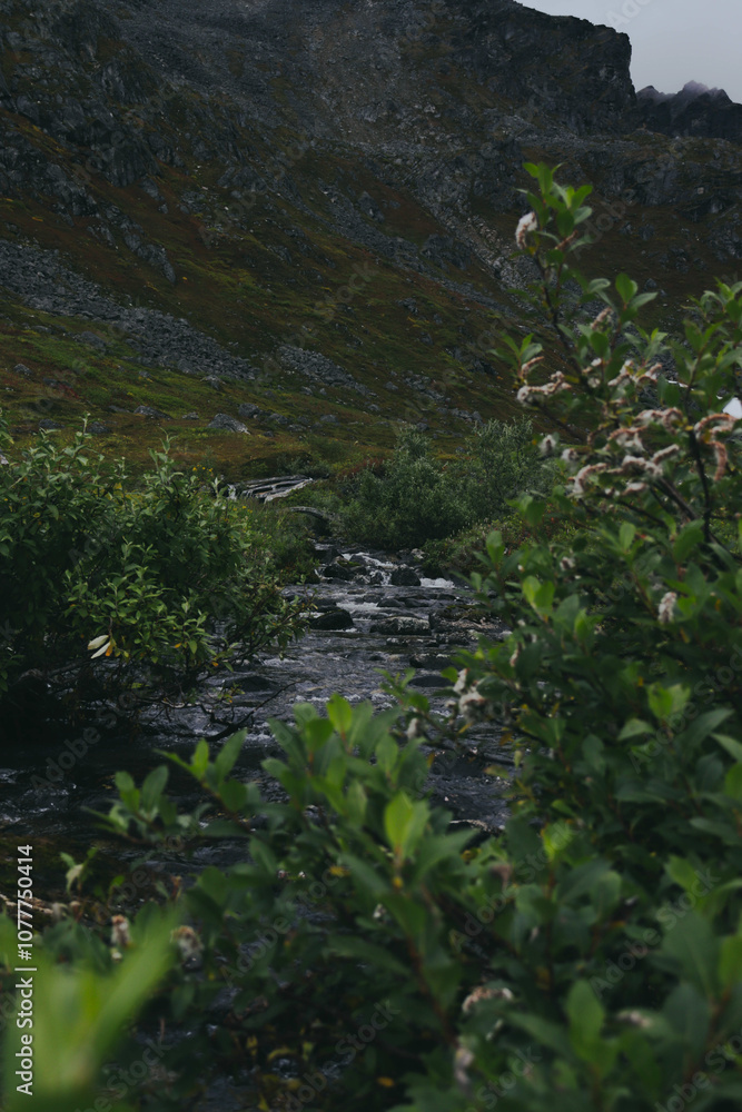 stream in the mountains 