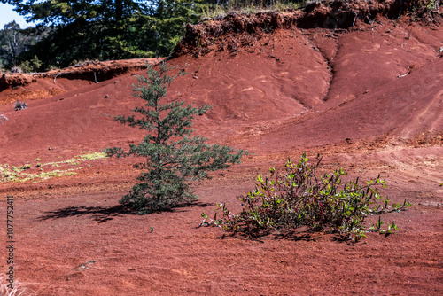 Landscape with red soil and vegetation, tree blue sky. photo