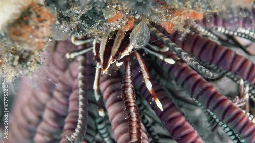 A small striped crab with long claws sits on a sea lily. Feather star squat lobster (Allogalathea elegans) 2 cm ID: longitudinal dark stripe down the carapace. photo