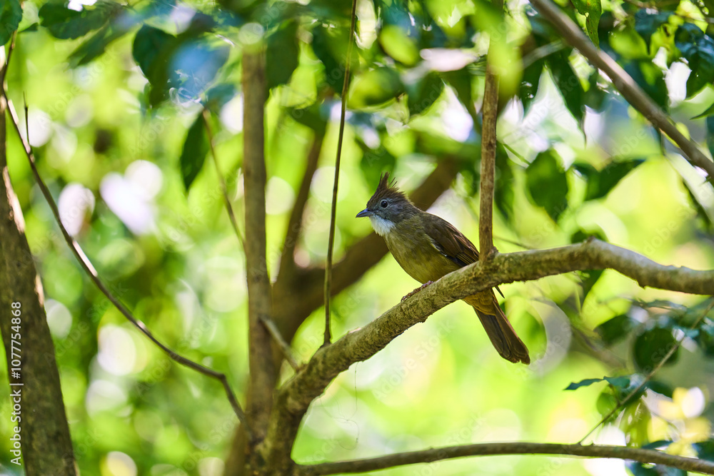 Fototapeta premium Wild birds living in the forest outdoors