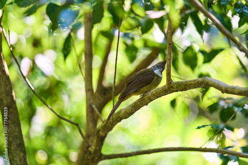 Wild birds living in the forest outdoors