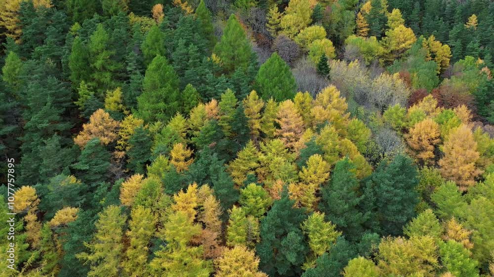 Lush forest canopy with vibrant green and yellow autumn foliage in Aragón Spain aerial view Lush forest canopy with vibrant green and yellow autumn foliage in Aragón Spain aerial view