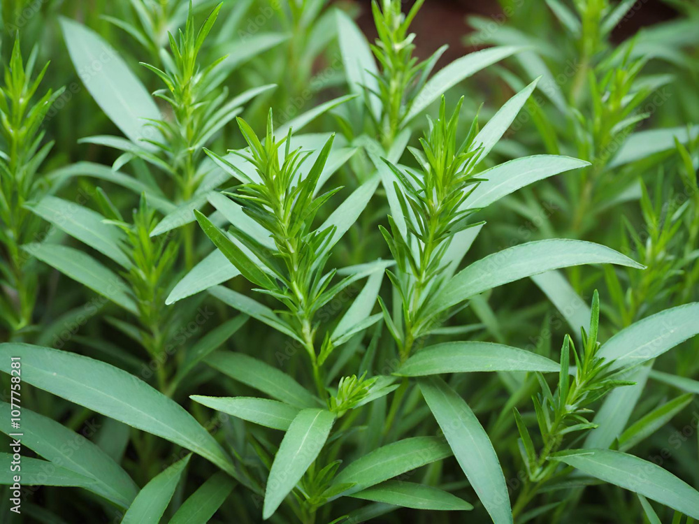 Fototapeta premium fresh green rosemary in the garden