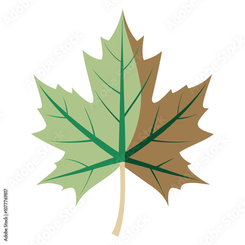 sycamore leaf vector art for botanical and nature designv