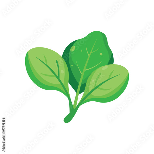 Fresh green spinach leaves isolated flat vector illustration wihte background.