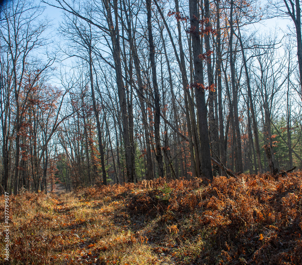 Trial through the woods Trial through the woods