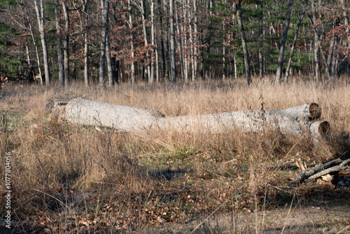 Log in the middle of the Field 