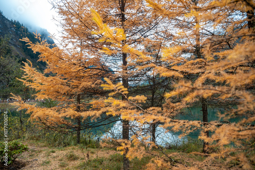 SiChuang province bipenggou's autumn in the forest photo