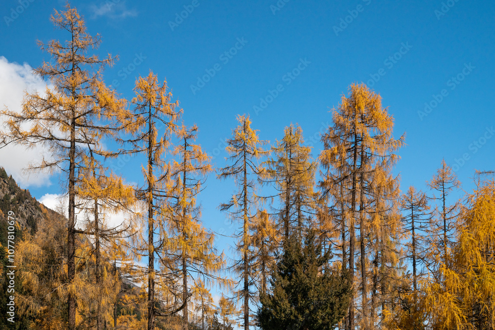 SiChuang province bipenggou's autumn in the forest SiChuang province bipenggou's autumn in the forest