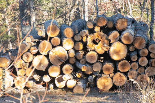 Pile of Logs 
