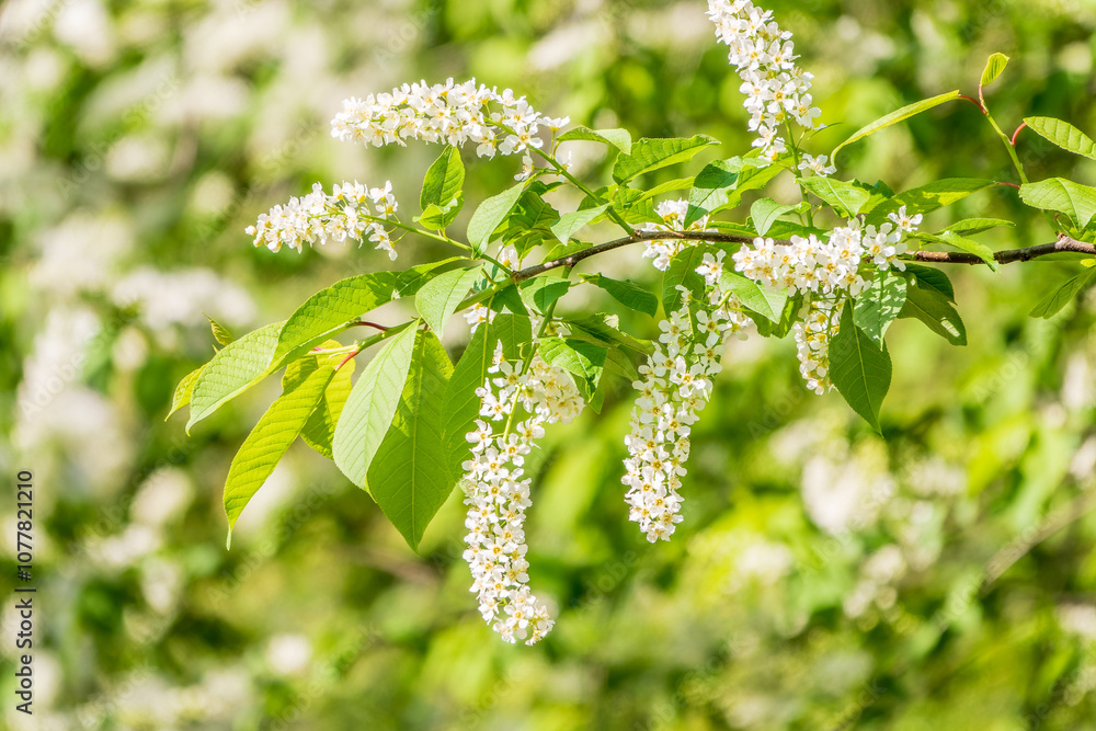 White flowers blooming bird cherry. Close-up of a Flowering Prunus padus Tree with White Little Blossoms White flowers blooming bird cherry. Close-up of a Flowering Prunus padus Tree with White Little Blossoms