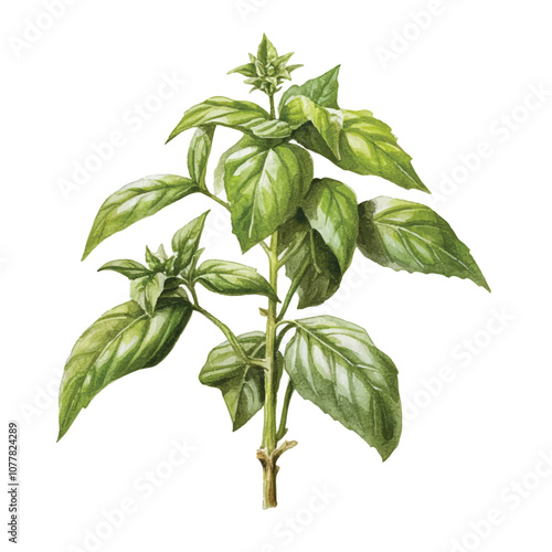 Basil watercolor clipart illustration isolated