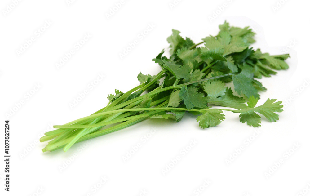 Coriander cilantro leaves isolated on white Coriander cilantro leaves isolated on white