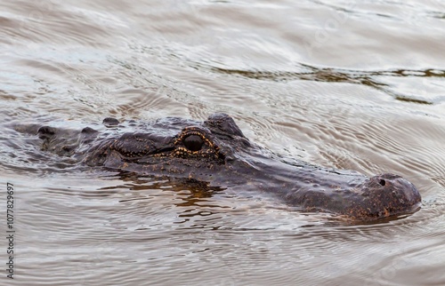 alligator in the water