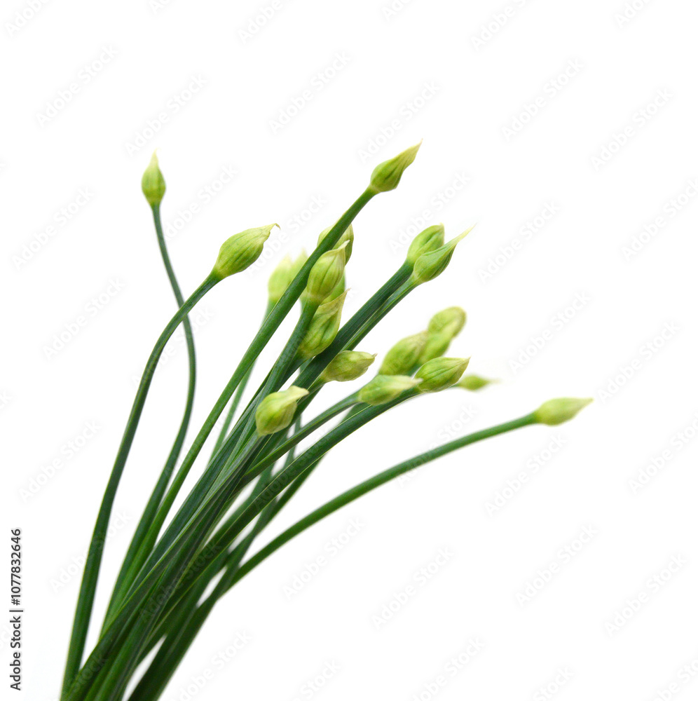 Chives flower or Chinese Chive isolated on white background. Chives flower or Chinese Chive isolated on white background.