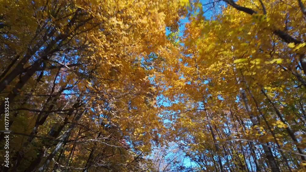 Walking through autumn trees in Montreal's Mount Royal Park, gazing upward Walking through autumn trees in Montreal's Mount Royal Park, gazing upward