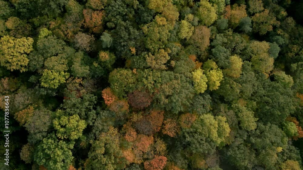 Lush autumn forest canopy with vibrant green, yellow, and orange foliage, aerial view Lush autumn forest canopy with vibrant green, yellow, and orange foliage, aerial view