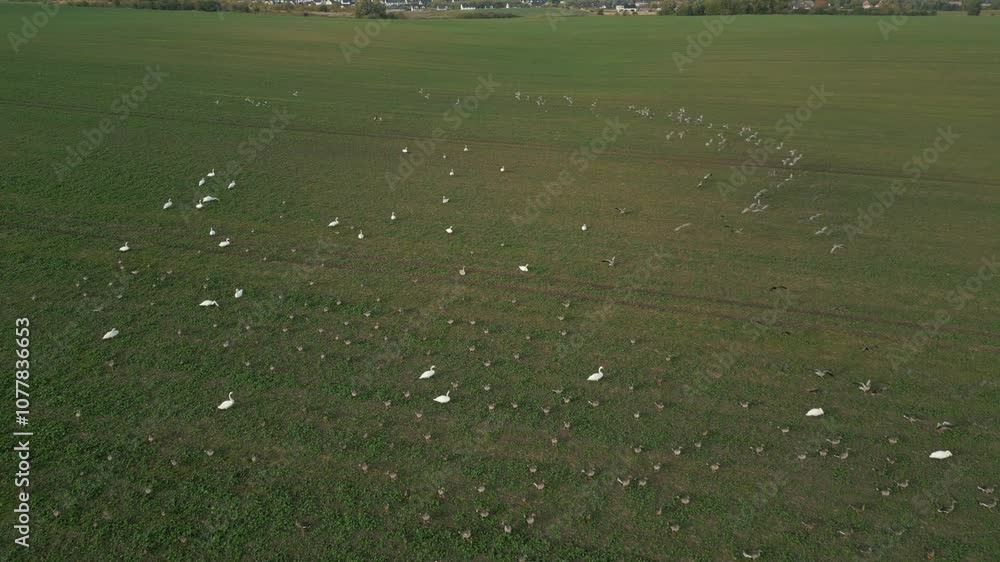 Flock of white birds spreads across a vast green field on a sunny day aerial view