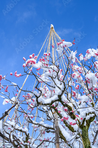 青い空と雪に埋もれる梅の花