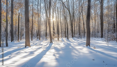 Sunbeams Through Snow-Covered Trees in a Winter Forest