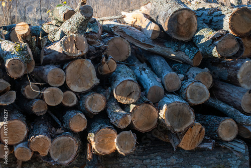 Stack of logs in the woods 