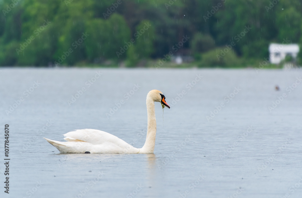 Graceful white Swan swimming in the lake, swans in the wild. Portrait of a white swan swimming on a lake. Graceful white Swan swimming in the lake, swans in the wild. Portrait of a white swan swimming on a lake.