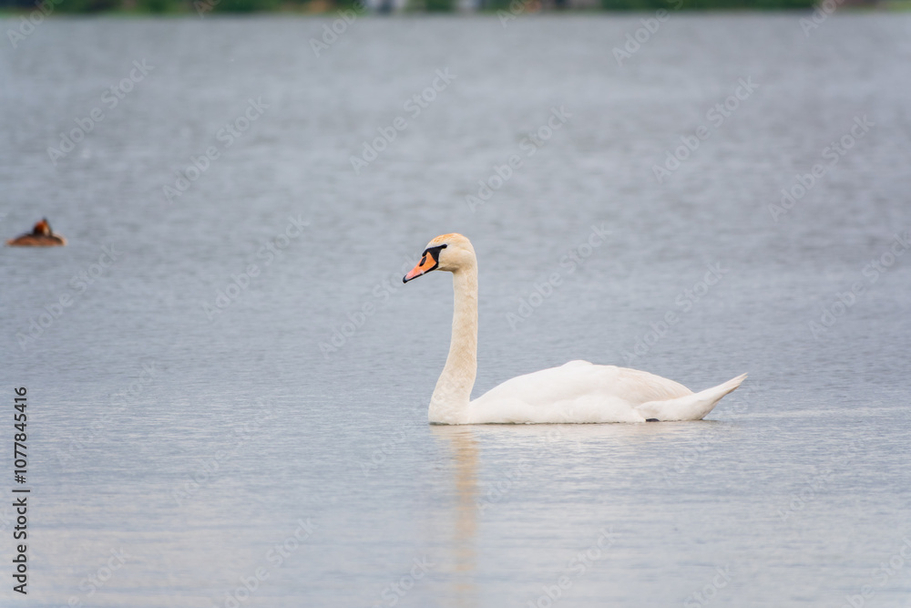 Fototapeta premium Graceful white Swan swimming in the lake, swans in the wild. Portrait of a white swan swimming on a lake.