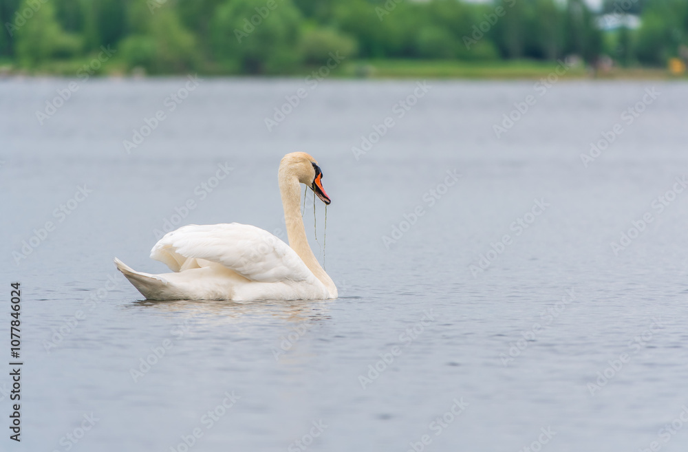 Graceful white Swan swimming in the lake, swans in the wild. Portrait of a white swan swimming on a lake. Graceful white Swan swimming in the lake, swans in the wild. Portrait of a white swan swimming on a lake.