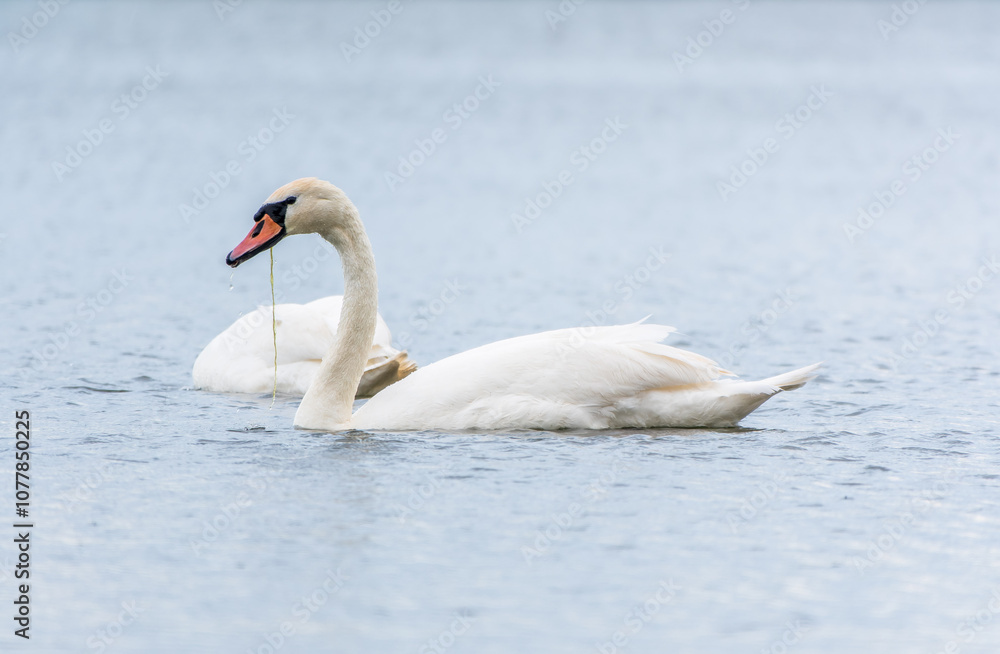 Two Graceful white Swans swimming in the lake, swans in the wild Two Graceful white Swans swimming in the lake, swans in the wild