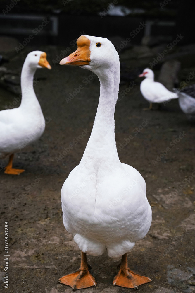 A white goose poses elegantly with its neck extended by a tranquil pond. A white goose poses elegantly with its neck extended by a tranquil pond.