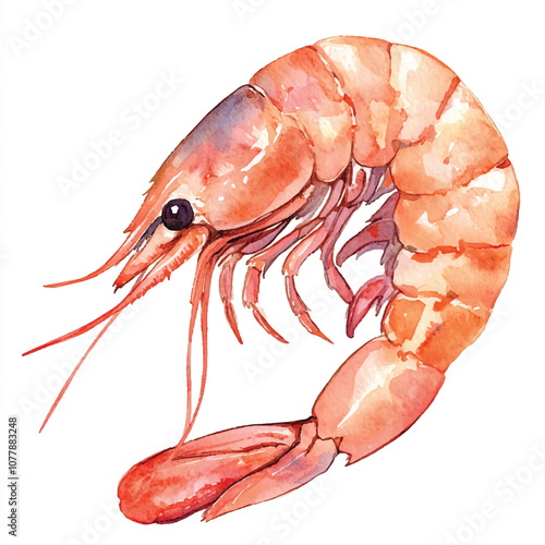 cute Shrimp watercolor clipart illustration isolated