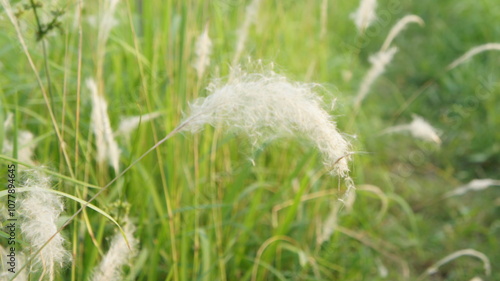 White Fluffy Grass Seeds in a Green Meadow