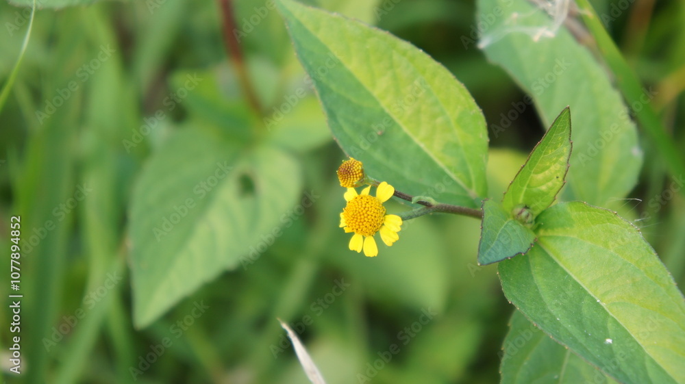 Single Yellow Flower Blooming in Green Grass Single Yellow Flower Blooming in Green Grass