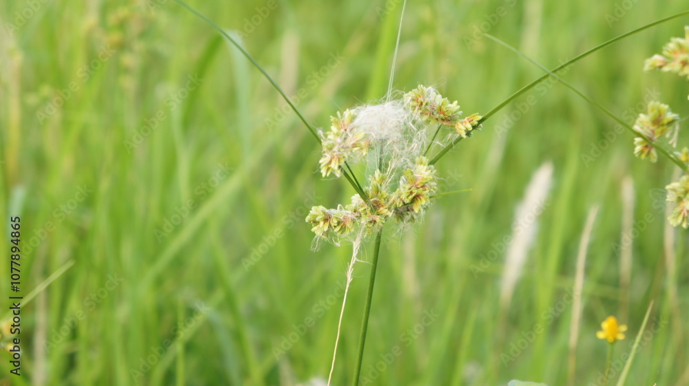 Delicate White and Yellow Wildflower in Lush Green Grass Delicate White and Yellow Wildflower in Lush Green Grass